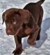 Labrador Retriever Puppies for sale in Indianapolis, IN 46283, USA. price: NA