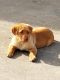 Labrador Retriever Puppies for sale in Morrison, TN 37357, USA. price: $600