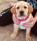 Labrador Retriever Puppies for sale in Roanoke, VA 24030, USA. price: $400