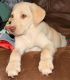 Labrador Retriever Puppies for sale in Georgetown, KY 40324, USA. price: NA