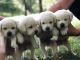 Labrador Retriever Puppies for sale in Blacksburg, VA, USA. price: $1,800