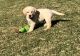 Labrador Retriever Puppies for sale in Orangeburg, SC, USA. price: $500