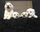 Labrador Retriever Puppies for sale in Philadelphia, PA, USA. price: NA