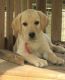 Labrador Retriever Puppies for sale in Taylorsville, UT, USA. price: $500