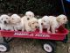 Labrador Retriever Puppies for sale in San Diego, CA, USA. price: NA
