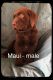 Labrador Retriever Puppies for sale in Ovid, MI 48866, USA. price: $800
