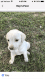 Labrador Retriever Puppies for sale in Chandler, TX 75758, USA. price: NA