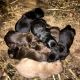 Labrador Retriever Puppies for sale in Albany, KY 42602, USA. price: NA