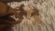 Labrador Retriever Puppies for sale in Waddington, NY 13694, USA. price: NA