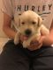 Labrador Retriever Puppies for sale in Mariposa, CA 95338, USA. price: NA