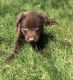 Labrador Retriever Puppies for sale in Freeport, MN 56331, USA. price: NA