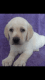 Labrador Retriever Puppies for sale in Manistee, MI 49660, USA. price: $600