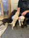Labrador Retriever Puppies for sale in Greenville, KY, USA. price: NA