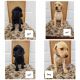 Labrador Retriever Puppies for sale in St Paul, MN 55106, USA. price: NA