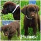 Labrador Retriever Puppies for sale in Howard City, MI 49329, USA. price: NA