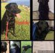 Labrador Retriever Puppies for sale in Anderson, TX 77830, USA. price: $600