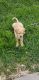 Labrador Retriever Puppies for sale in Treynor, IA 51575, USA. price: NA