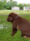 Labrador Retriever Puppies for sale in Metropolis, IL, USA. price: $550
