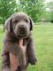 Labrador Retriever Puppies for sale in Metropolis, IL, USA. price: $950