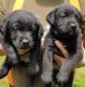 Labrador Retriever Puppies for sale in West Lafayette, IN, USA. price: NA