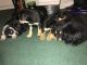 Labrador Retriever Puppies for sale in Haltom City, TX, USA. price: NA