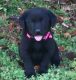 Labrador Retriever Puppies for sale in Wynne, AR 72396, USA. price: NA