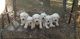 Labrador Retriever Puppies for sale in Camden, SC 29020, USA. price: $1,200