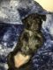 Labrador Retriever Puppies for sale in La Habra, CA 90631, USA. price: $300