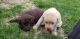 Labrador Retriever Puppies for sale in Brimley, MI 49715, USA. price: NA
