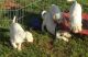 Labrador Retriever Puppies for sale in Berkley, MI, USA. price: NA
