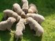 Labrador Retriever Puppies for sale in Essexville, MI 48732, USA. price: $1,200