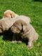 Labrador Retriever Puppies