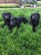Labrador Retriever Puppies for sale in Chesterfield, MI 48051, USA. price: $700