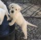 Labrador Retriever Puppies for sale in Bardstown, KY 40004, USA. price: NA