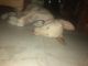 Labrador Retriever Puppies for sale in Greater Noida, Uttar Pradesh, India. price: NA