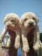 Labrador Retriever Puppies for sale in Kathirvedu, Puzhal, Chennai, Tamil Nadu, India. price: NA