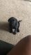 Labrador Retriever Puppies for sale in Wayne, MI 48184, USA. price: NA
