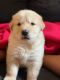 Labrador Retriever Puppies for sale in Lancaster, CA, USA. price: NA