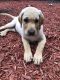 Labrador Retriever Puppies for sale in Chesterfield, MI 48051, USA. price: $650