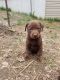 Labrador Retriever Puppies for sale in Elgin, MN 55932, USA. price: $600