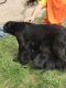 Labrador Retriever Puppies for sale in Buffalo Township, MN 55313, USA. price: NA