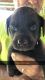 Labrador Retriever Puppies for sale in Stanley, VA 22851, USA. price: $600