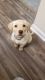 Labrador Retriever Puppies for sale in Mebane, NC 27302, USA. price: $380
