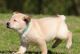 Labrador Retriever Puppies for sale in Vancouver, WA, USA. price: $500