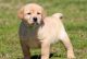 Labrador Retriever Puppies for sale in Decatur, GA 30030, USA. price: NA