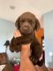 Labrador Retriever Puppies for sale in McBee, SC 29101, USA. price: NA