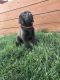 Labrador Retriever Puppies for sale in Prairie City, OR 97869, USA. price: $500