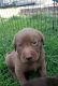 Labrador Retriever Puppies for sale in Woodhaven, MI 48183, USA. price: $500