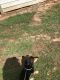 Labrador Retriever Puppies for sale in Smyrna, GA, USA. price: NA