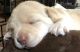 Labrador Retriever Puppies for sale in Woodhaven, MI 48183, USA. price: $800